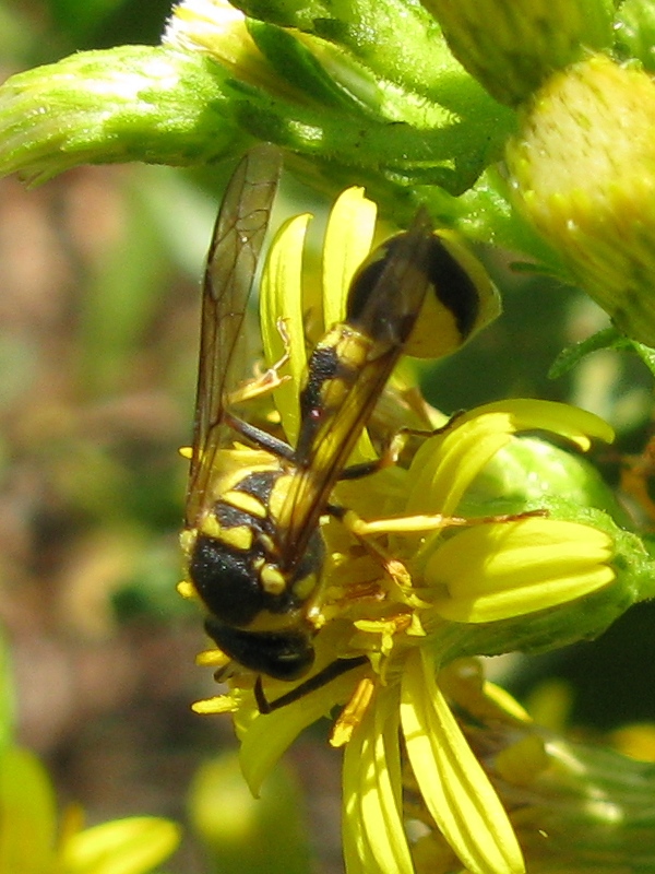 Vespidae Eumeninae: Eumenes sp.